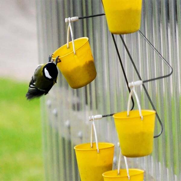 Whimsical Bird Entertainment