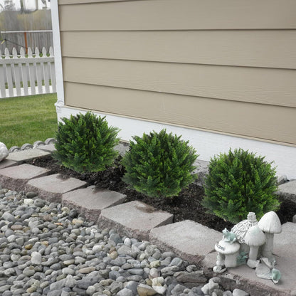 CedarGreen