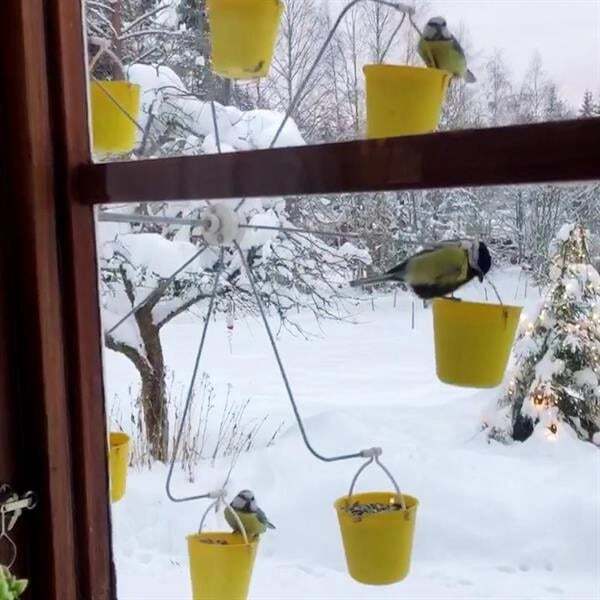 Whimsical Bird Entertainment