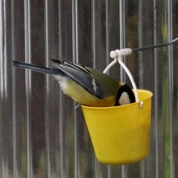 Whimsical Bird Entertainment